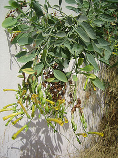 Nicotiana glauca.jpg