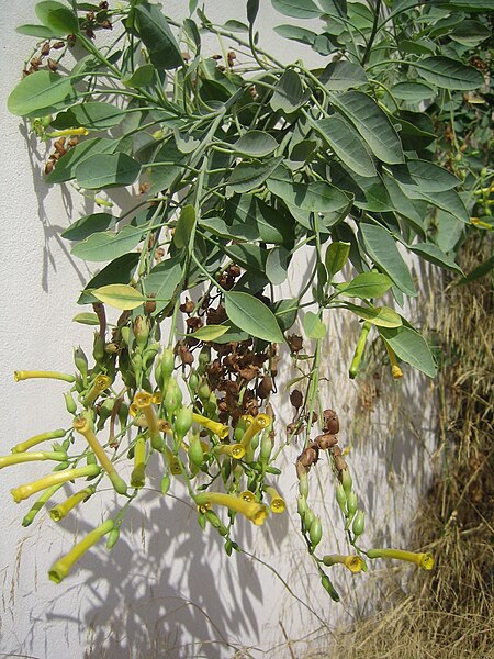 Tập_tin:Nicotiana_glauca.jpg