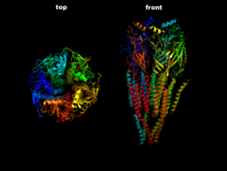 Nicotinic acetylcholine receptor