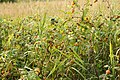 Rubus ellipticus