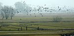 Barnacle geese in the Asselersand nature reserve.JPG