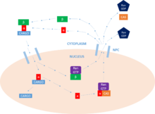 Overview of the nuclear protein import cycle. Nuclear Protein Import Cycle.png