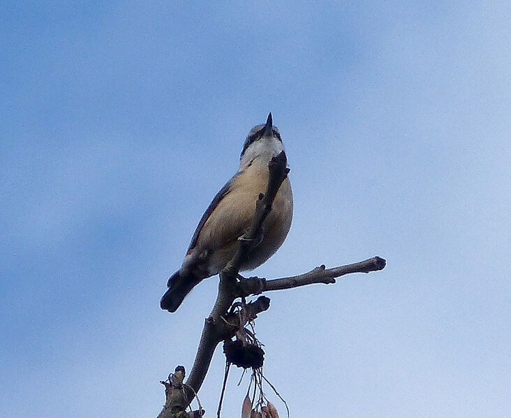 File:Nuthatch. Sitta europaea - Flickr - gailhampshire.jpg