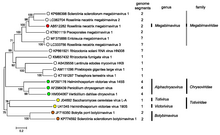 Phylogenetic tree of family Megabirnaviridae ODR.Megabirna.Fig4.v5.png