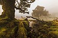 O Fanal, Ilha da Madeira, Portugal.jpg