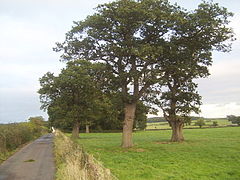 Oak trees in a field near Keele