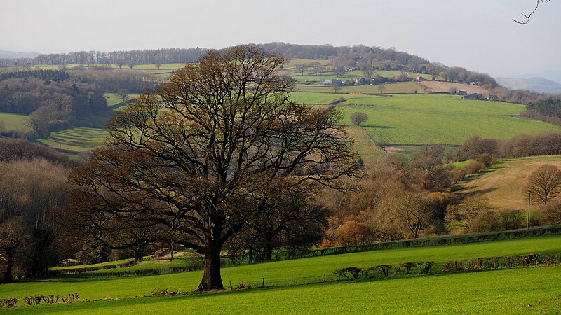 File:Oak tree and Herefordshire countryside - geograph.org.uk - 6066390.jpg