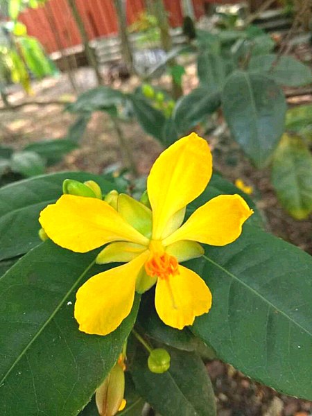 File:Ochna wightiana - micky mouse plant, ചിലിമ്ബീ Chilimbi. 2.jpg