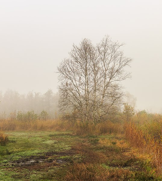 File:Ochtendmist hangt over 'It Wikelslân. Berk (Betula). Locatie, De Alde Feanen in Friesland 02.jpg