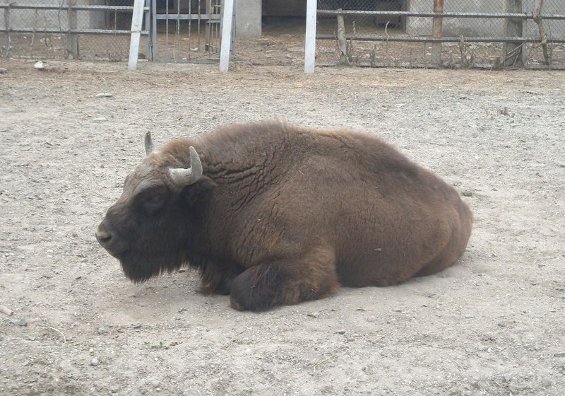 File:Odesa-zoo (Bison bonasus).jpg