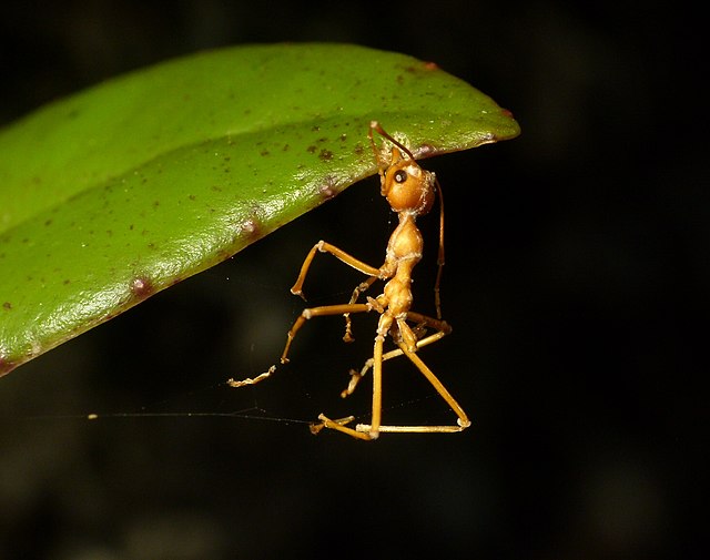 Thought I set out ant bait. Turns out it's a free food and lodging. Why did  the bait not work? : r/Entomology