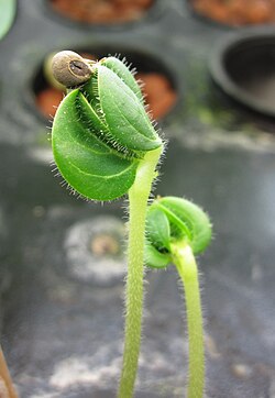 Okra seedling, hydroponic, 7days.JPG