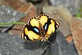 * Nomination: Open wing Nectaring of Junonia hierta (Fabricius, 1798) - Yellow Pansy (Male) --Sandipoutsider 19:54, 22 May 2024 (UTC) * * Review needed