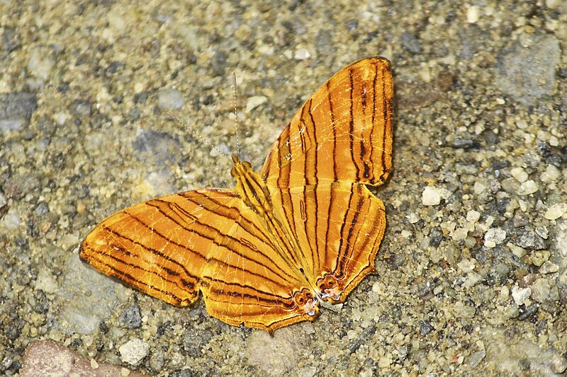 File:Open wing puddling position of Chersonesia risa (Doubleday, (1848)) - Common Maplet.jpg