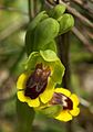 Ophrys lutea Spain