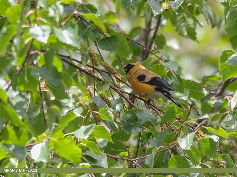 File:Orange Bullfinch (Pyrrhula aurantiaca) (52327653265).jpg