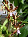 Oncidium laeve