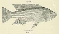 Description de l'image Oreochromis hunteri.jpg.