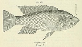 Oreochromis hunteri