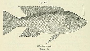 Descrizione dell'immagine Oreochromis hunteri.jpg.