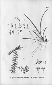 plate 100 Gomesa radicans (as syn. Sigmatostalix radicans), Dichaea latifolia