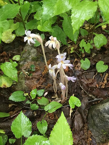 File:Orobanche uniflora, Vermont.jpg