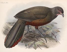 Waglers chachalaca