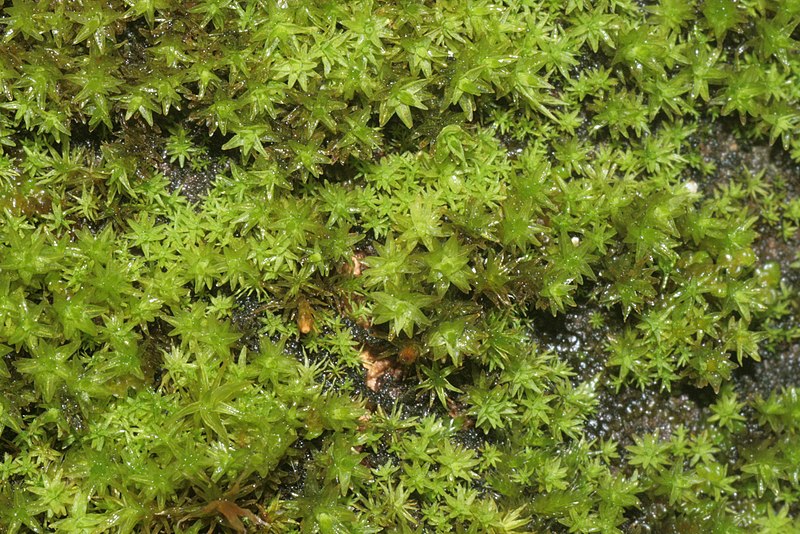 File:Orthotrichum obtusifolium (a, 144702-474823) 7182.JPG