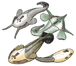 Ostracoderm Armored jawless fish of the Paleozoic