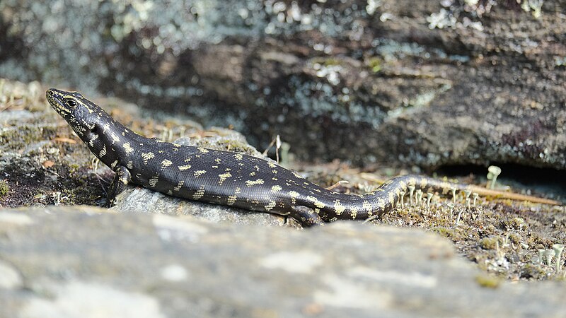 File:Otago skink basking in the sun.jpg