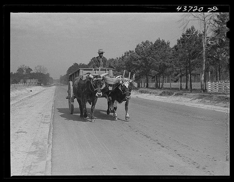 File:Ox-drawn cart near Hinesville, Georgia.jpg