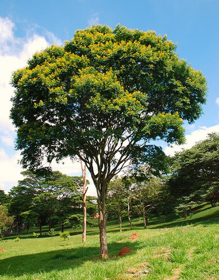 Caesalpinia_ferrea