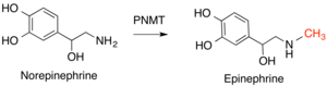 The reaction converting norepinephrine to epinephrine, catalyzed by PNMT. PNMT 2.png