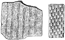 Leaf scars are shown between the vertical sections of a Sigillaria where the leaves used to be attached PSM V18 D631 Sigillaria reticulata and graeseri.jpg