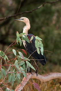 Macquarie Marshes wetland in Australia