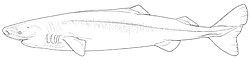 Pacific sleeper shark (illustration).jpg