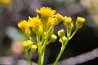 <i>Packera clevelandii</i> Species of flowering plant