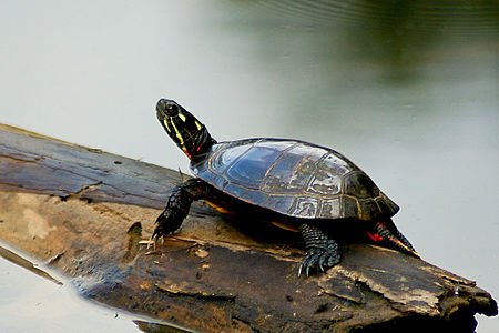 Fail:Painted_Turtle_on_a_log.jpg