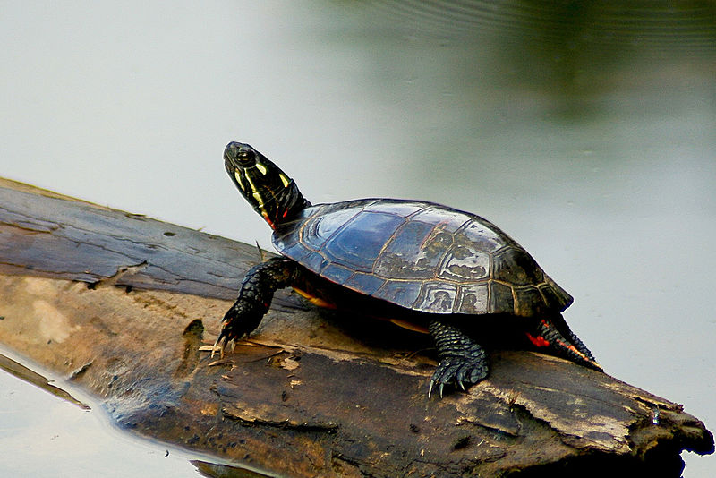 File:Painted Turtle on a log.jpg