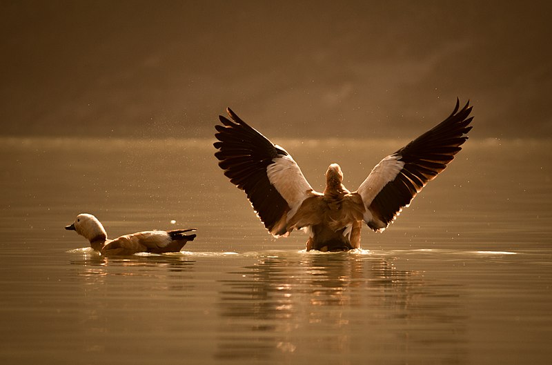 File:Pair of ruddy shell duck in the action.jpg