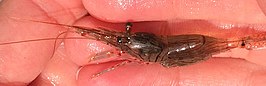 Palaemon affinis
