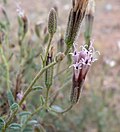 Palafoxia üçün miniatür