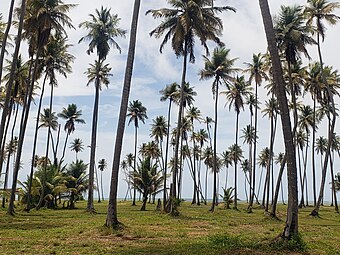 Palmas en Playa Lucia en Yabucoa, Puerto Rico.jpg