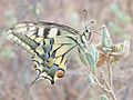 Old World swallowtail (Papilio machaon), 2016-08-04.