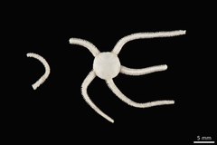 File:Paracrocnida persica - OPH-000223 hab-dor.tif (Category:Echinodermata in the Natural History Museum of Denmark)