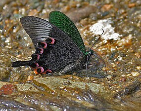 The underside of the wings