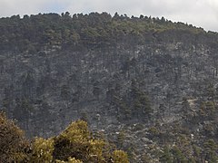 Άποψη της Πάρνηθας μετά την καταστροφική πυρκαγιά του Ιουνίου