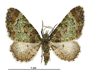 Pasiphila sandycias male.jpg