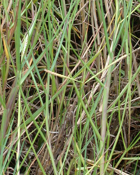 File:Paspalum vaginatum swszmnh02.jpg - Wikimedia Commons