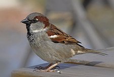 House sparrow Passer domesticus male (15).jpg